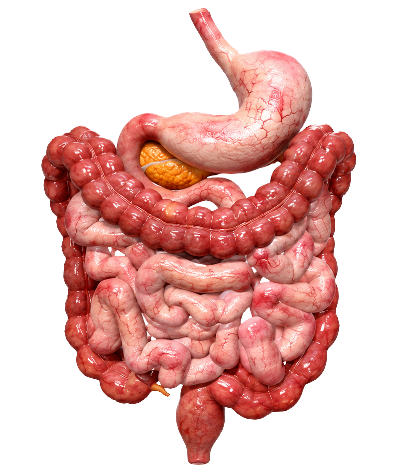 Abdomen