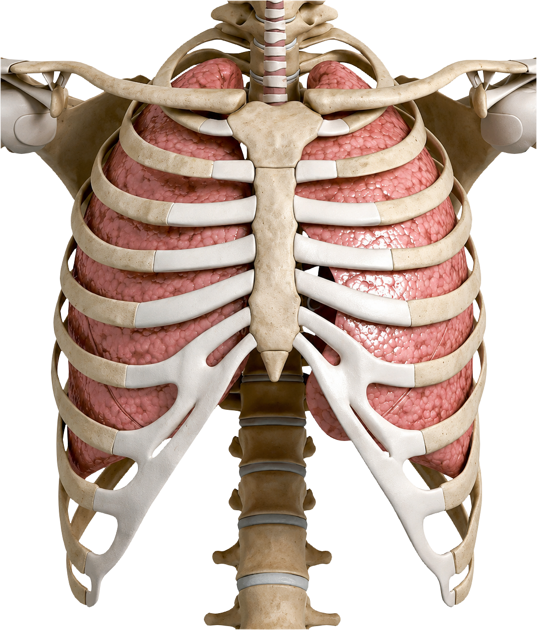 Thorax