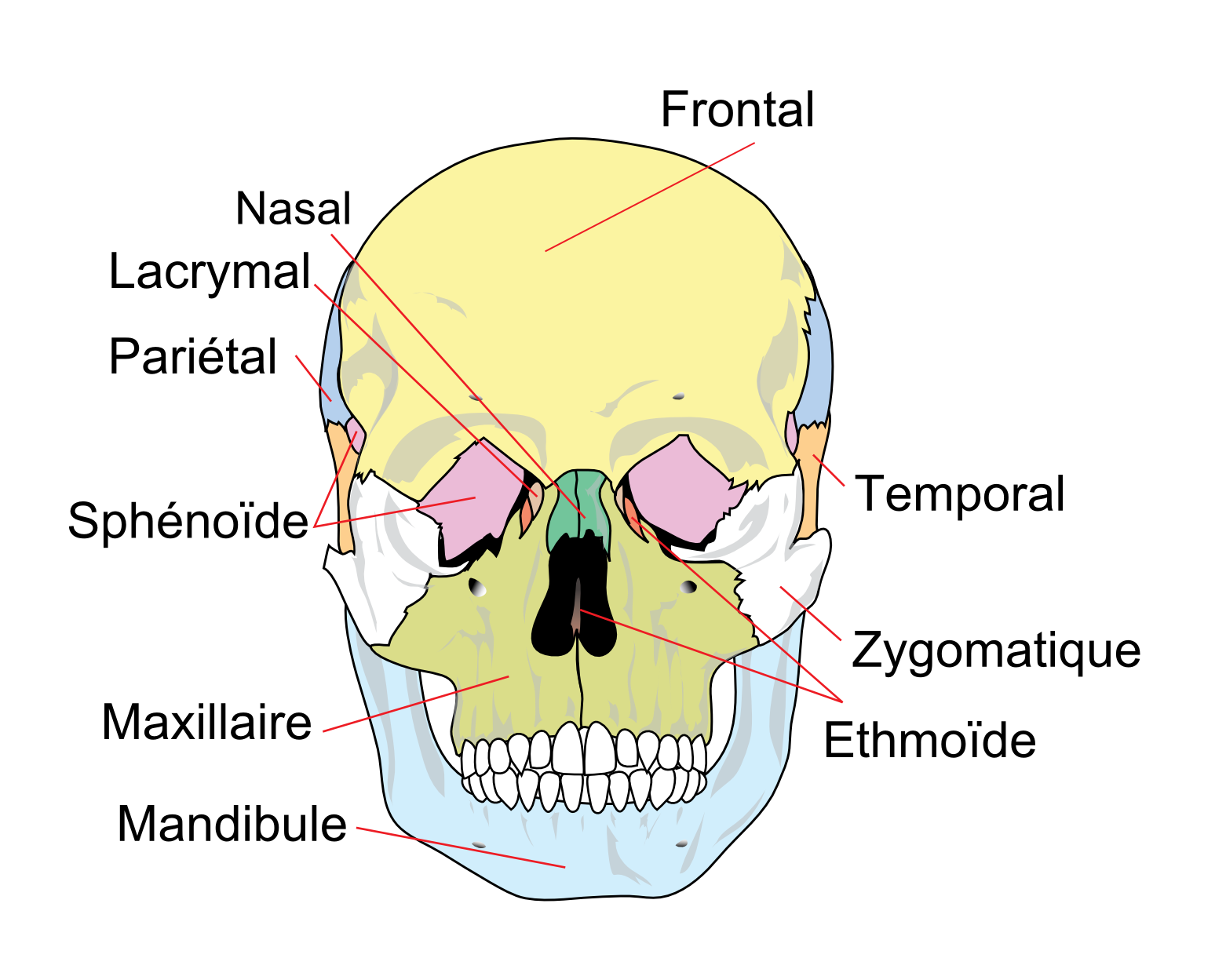 Anatomie principale