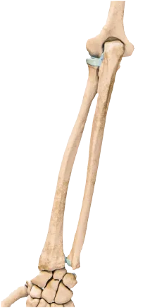 Avant bras