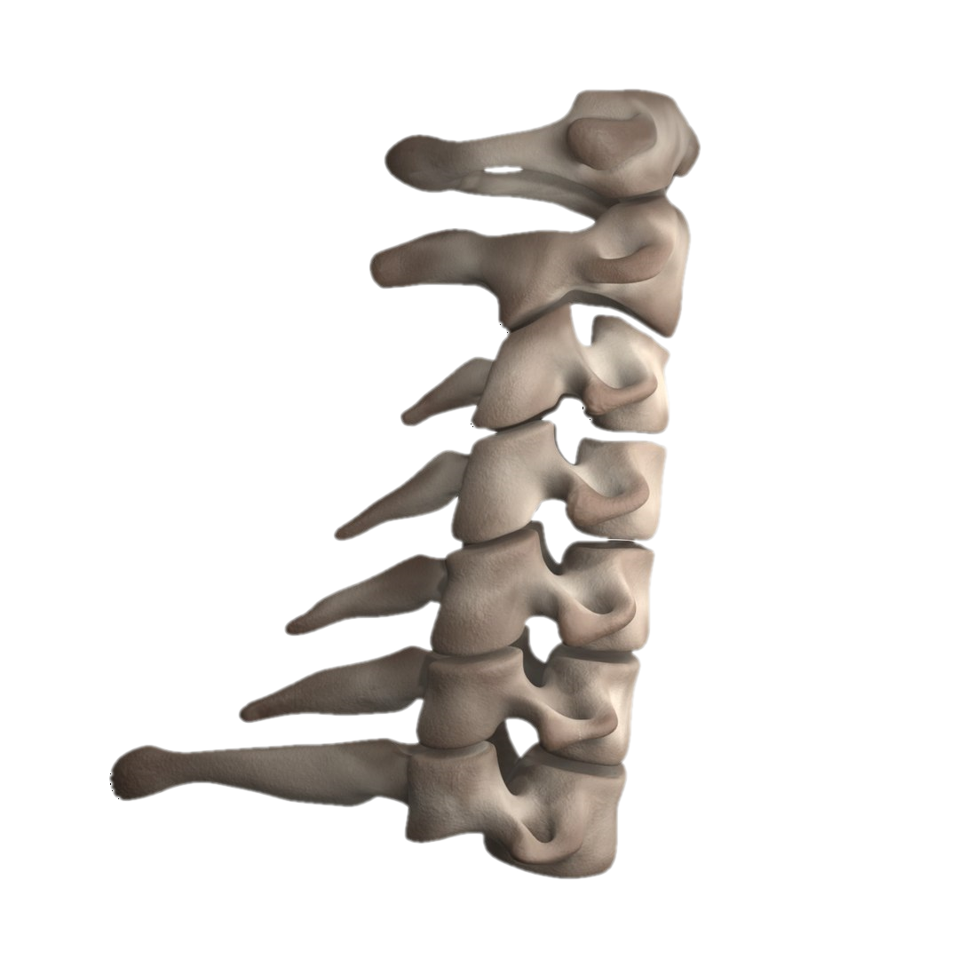 cervical