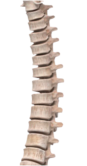 dorsal