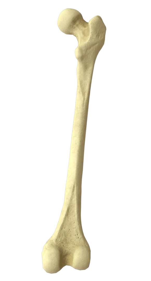 femur