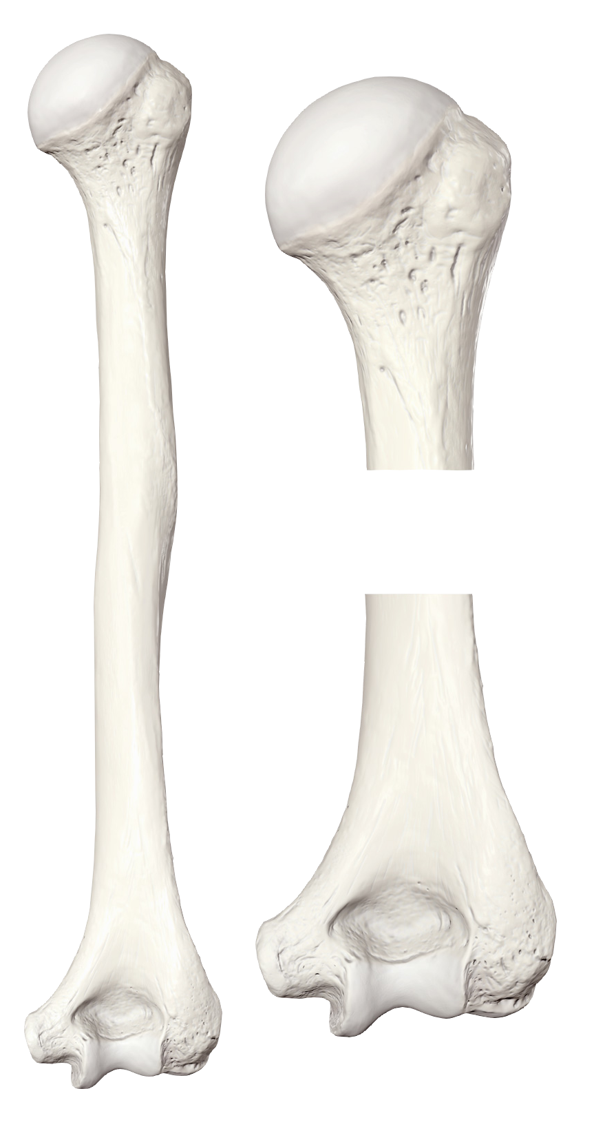 humerus image