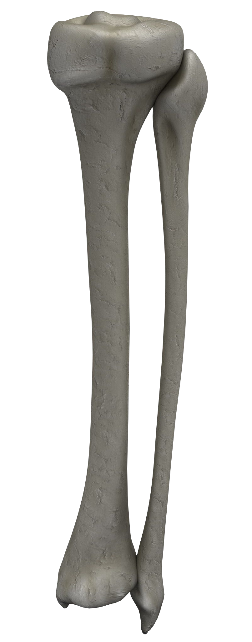 jambe