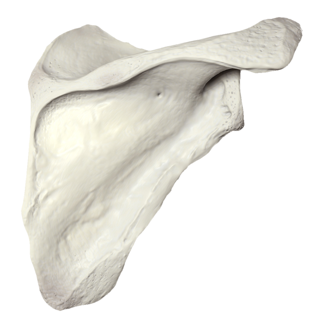 scapula (omoplate)