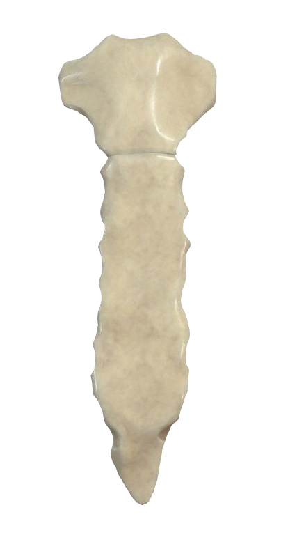 sternum